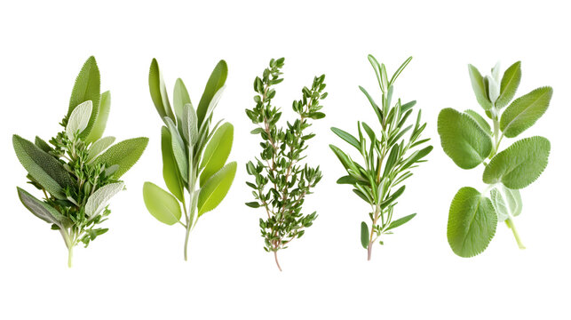 Herb Collection of Rosemary, Marjoram, Sage, and Thyme Isolated on White Background