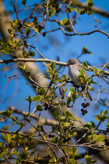 Wild lesser whitethroat or Sylvia curruca