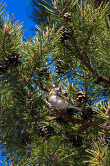 European goldfinch (Carduelis carduelis) in the forest