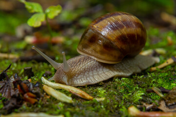 Helix pomatia, common names the Roman snail, Burgundy snail, edible snail, or escargot - perfect...