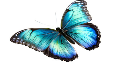 Exquisite Blue and Green Butterfly Closeup Detail Image for Design Projects