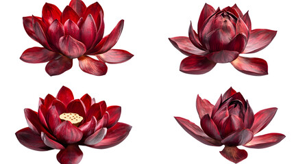Vibrant Red Lotus Flower Isolated on White Background for Design Projects