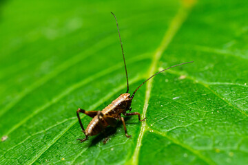 Close-up of a cricket resting on a green leaf under natural sunlight in a garden during the daytime, showcasing fine details of its body and habitat