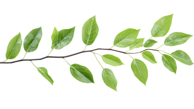Fresh Green Foliage Branch on White Background for Botanical Design