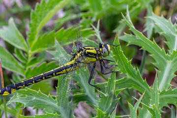 Dragonfly Gomphus vulgatissimus in front of green background macro shot with dew. on the wings. Blue flowers in the morning of a sunny summer day