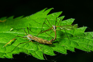 Mating behavior of insects on a leaf captured in a natural setting during daylight