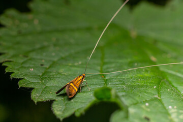 Bright orange insect rests on a green leaf in a lush forest during daylight, showcasing intricate details and vibrant colors in nature