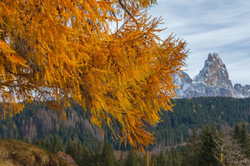 Vibrant golden larch branches create a stunning foreground against the snow capped peaks of the dolomites in autumn