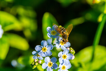 Close-up view of a bee collecting nectar from small blue flowers in a lush green garden during daylight hours