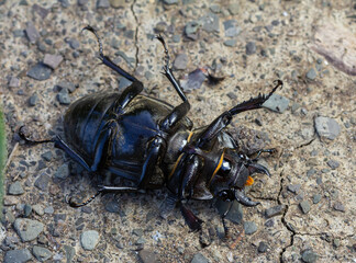 Large black beetle resting on gravel with noticeable features under natural light during warm weather