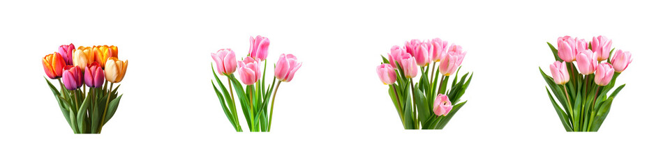 Colorful Tulips in Varied Bouquets on a White Background