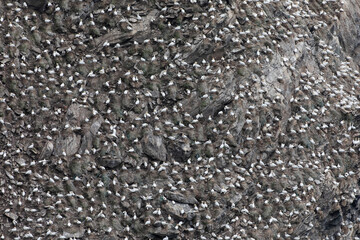 A large densely populated northern gannet colony nesting on the steep cliffs located in the Isle of Unst, Shetland.