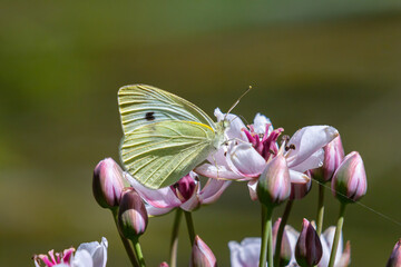 Butterfly perched on delicate pink flowers in a natural setting, showcasing intricate wing patterns and vibrant colors during daytime