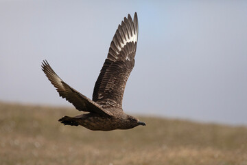 A great skua soars through the art looking for prey.