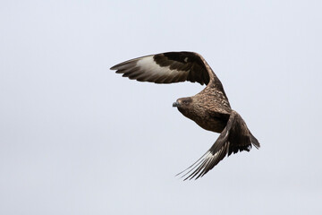 Fototapeta premium A great skua soars through the air looking for prey.