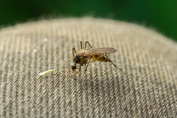 Closeup Aedes aegypti or common house mosquito
