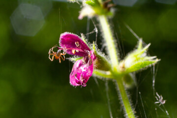 Spider belonging to the family Linyphiidae. Linyphiidae is a family of very small spiders