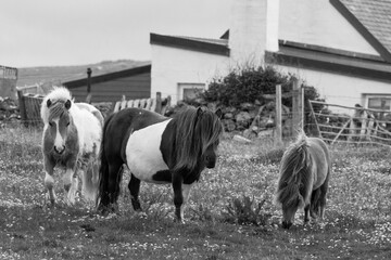 A herd of shetland ponies relaxing and grazing grass in a meadow.