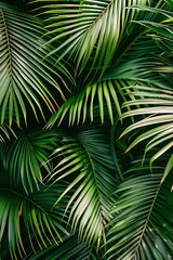 Lush Green Palm Leaves Background Tropical Nature Texture