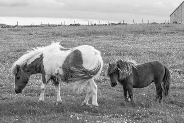 A herd of shetland ponies relaxing and grazing grass in a meadow.