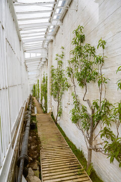 Long gallery greenhouse with climbing trees