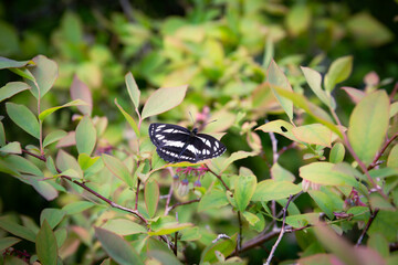 Delicate Japanese Butterfly and Blueberry Flowers in a Sunny Field