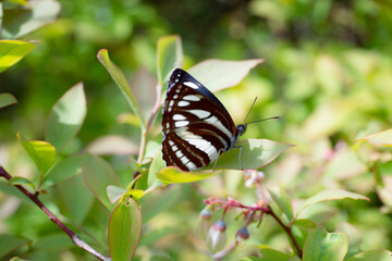 Delicate Japanese Butterfly and Blueberry Flowers in a Sunny Field