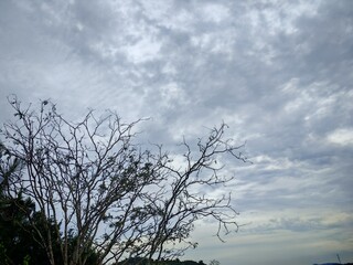 A scenic view of a sparse, leafless tree with scattered foliage silhouetted against a textured cloudy sky. The photo evokes a moody, tranquil atmosphere. 