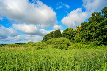 Parklandschaft im Sommer, Schwielowsee Potsdam Mittelmark