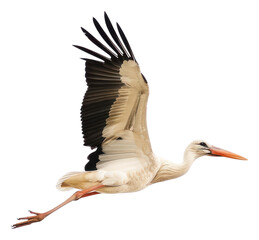 PNG Elegant stork flying in sky © Rawpixel.com