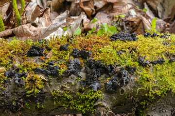Gallertflechten sind unfauff&auml;llige, faszinierende Naturerscheinungen. Sie wachsen meist auf Moos und Erde &uuml;ber nassen Felsen, bemoosten Mauern oder Kalkfelsen, Symbiosepilz (Photobiont), ganzj&auml;hrig.