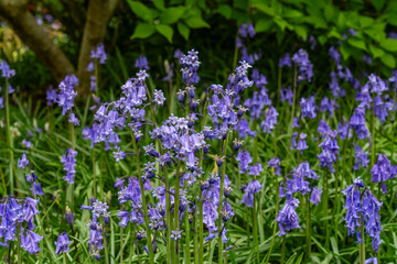 A spring garden in full bloom
