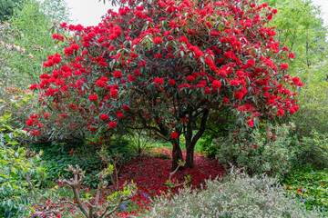 A spring garden in full bloom