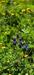 blue flowers in the garden