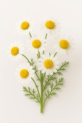 Obraz premium Beautiful Chamomile Flowers with White Petals and Yellow Centers