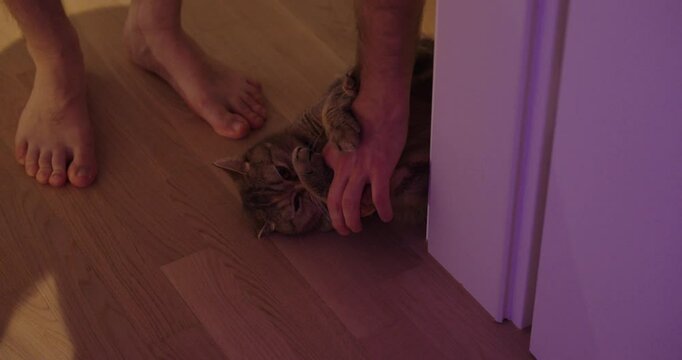 cat is angry and bites or plays with human hand