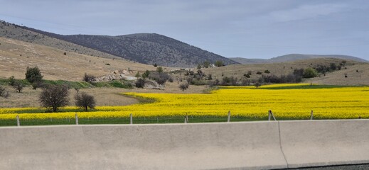 yellow fields