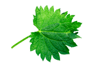 Nettle close-up leaf isolated on white background, clipping path, full depth of field