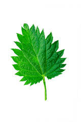 Nettle close-up leaf isolated on white background, clipping path, full depth of field