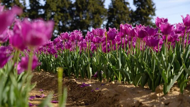 ground shot, at the foot of a field of beautiful fringed pink-purple tulips, on dry land with sunlight streaming through the tulips, blurred fir trees in the background and blue sky.