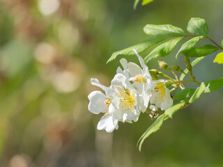 野山にて　白いノイバラの花02