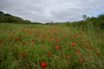 Champ de jolis coquelicots en Bretagne