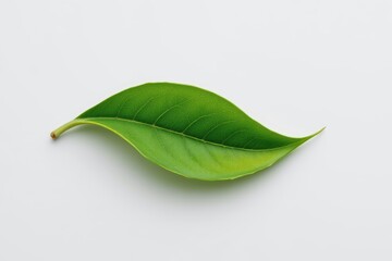 Obraz premium Single Green Leaf on White Background