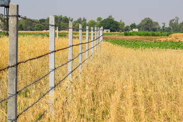 Barbed wire in nature as a background, wheat , A large fence with rows of barbed wire in a field, Concrete pole with wire fencing around rice field for protection Barbed wire fence with burred image