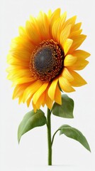 Fototapeta premium Vibrant sunflower standing tall against a clean white background, showcasing its vivid colors