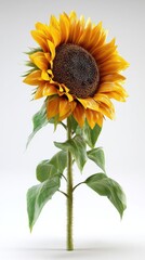 Naklejka premium Vibrant sunflower standing tall against a clean background, showcasing nature's beauty