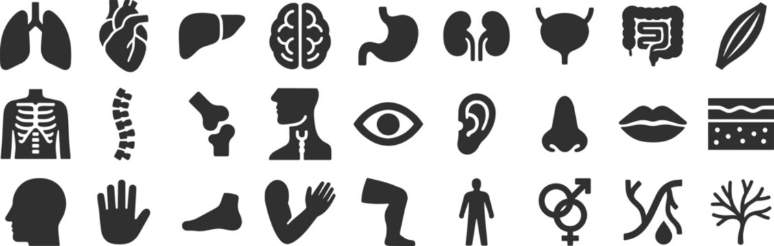 Anatomy glyph icon set. Vector pictograms of body organs, bone, skeleton, spine, eye, ear, nose, mouth, lips, hand, foot, stomach, kidneys, bladder, black sign silhouette illustration.