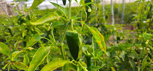 Green chili pepper growing among yellowing leaves with visible spots, supported by a wire trellis in a cultivated area under plastic covering; Spanish greenhouses;

