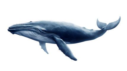 Majestic Blue Whale: The Largest Animal Isolated on White Background