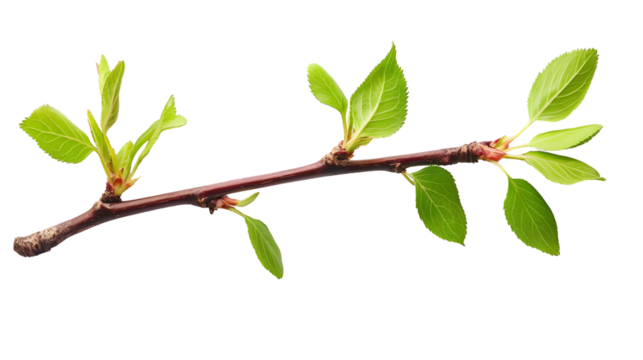 Spring Fresh Leaves Branch Isolated White Background